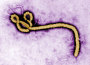 ebola380